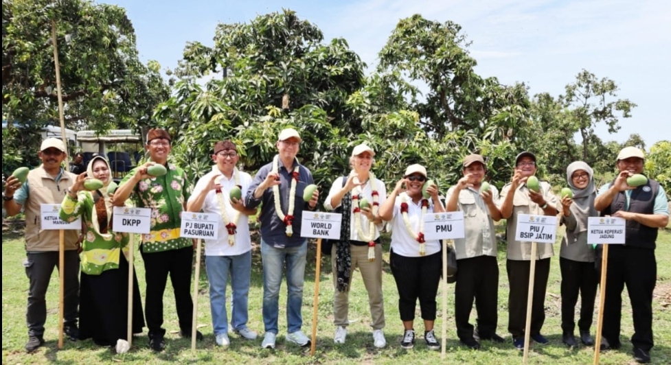 Foto : Panen mangga bersama Tim World Bank, Sekretaris Daerah Pasuruan, DKPP Pasuruan, PMU, PIU dan Ketua Koperasi