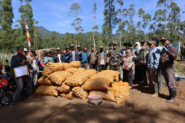 Foto : Panen Kentang di Kecamatan Sukaresmi